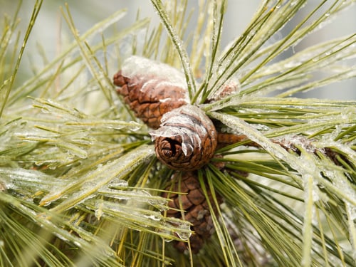 Preview: Closeup shot of growing pines with frost on top of the spruce tree