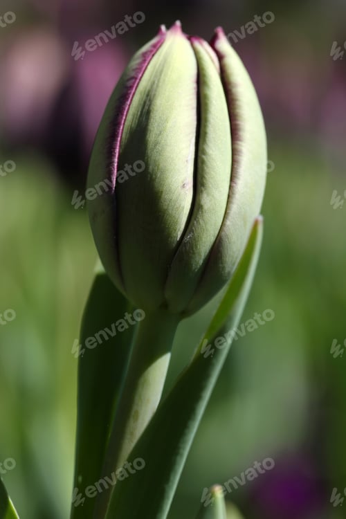 Preview: Tulip