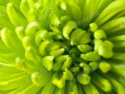 Preview: Green flower patels