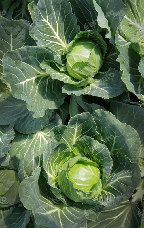 Preview: Top view close-up on Ripening heads of cabbage