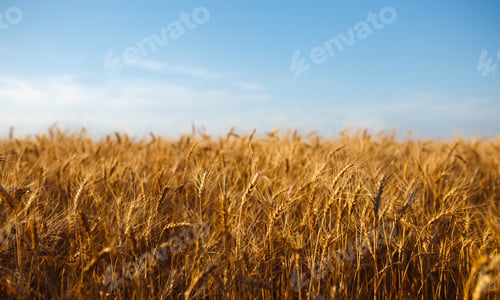 Preview: Close up nature photo Idea of rich harvest. Amazing backdrop of ripening ears of yellow wheat field