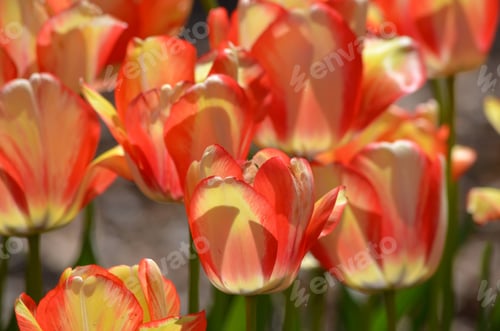 Preview: tulip flowers grow brightly in the sun and bright red orange