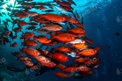 Preview: Beautiful shot of the underwater life of Maldives