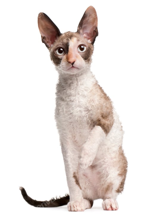 Preview: Cornish Rex kitten, 4 months old, sitting in front of white background