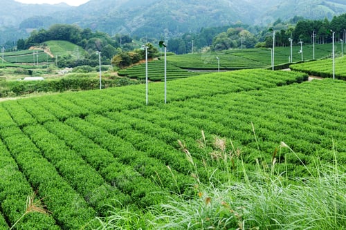Preview: Tea farm
