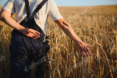 Preview: hands pluck a bunch of wheat in order to check for the maturation of cereals in the field.