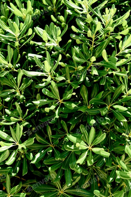Preview: Young green magnolia bush. Close-up