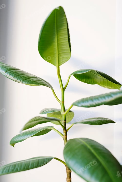 Preview: Ficus elastica (rubber tree) in a clay terracotta flower pot on the windowsill.
