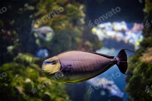 Preview: bignose unicornfish Naso vlamingii fish underwater in sea