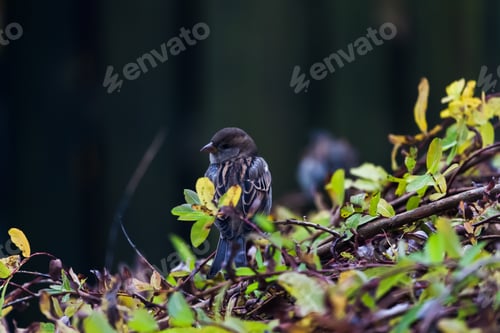 Preview: Sparrow in the autumn backyard looking for a meal