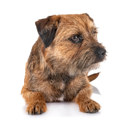 Preview: border terrier in studio