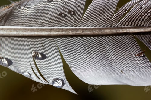 Preview: water drops on bird feather