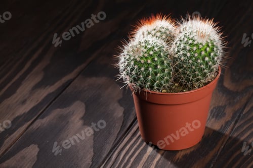 Preview: Cactus on wooden table