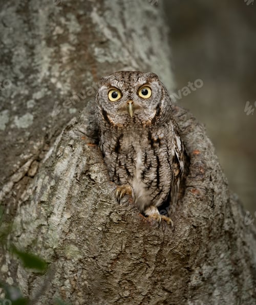Preview: Eastern Screech Owl in a Tree