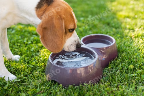 Preview: Beagle dog drinking water to cool off in shade on grass hiding from summer sun