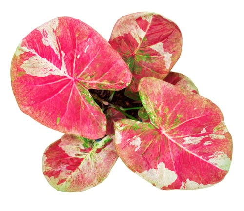 Preview: caladium on white background isolate with clipping path. Queen of the leaves plants.