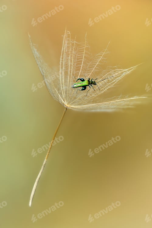 Preview: insect flying away aboard of a dandelion seed.