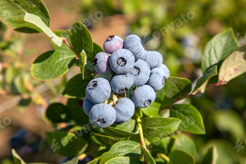 Preview: Blueberry farm with bunch of ripe fruits on tree during