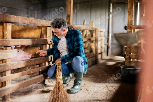 Preview: Farmer feeding pig in traditional barn stall
