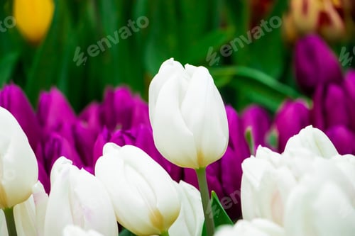 Preview: Delicate blooming tulip. Field with bright tulips. Festival of flowers.