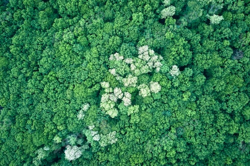 Preview: Top down flat aerial view of dark lush forest with blooming green trees canopies in spring