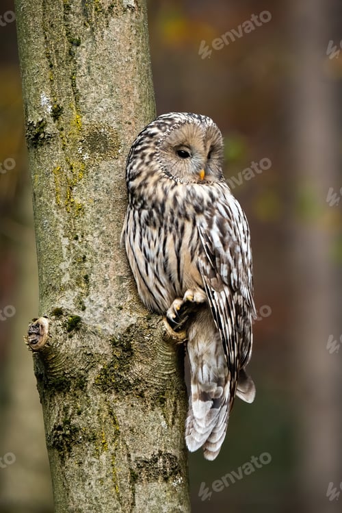 Preview: Ural owl, strix uralensis, sitting on a tree in forest