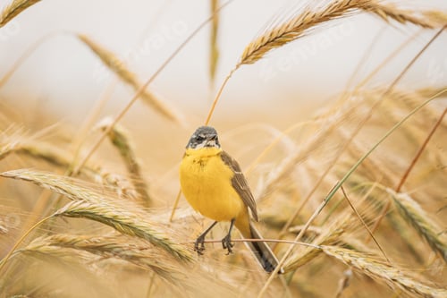 Preview: Western Yellow Wagtail. Motacilla Flava Is A Small Passerine In The Wagtail Family Motacillidae
