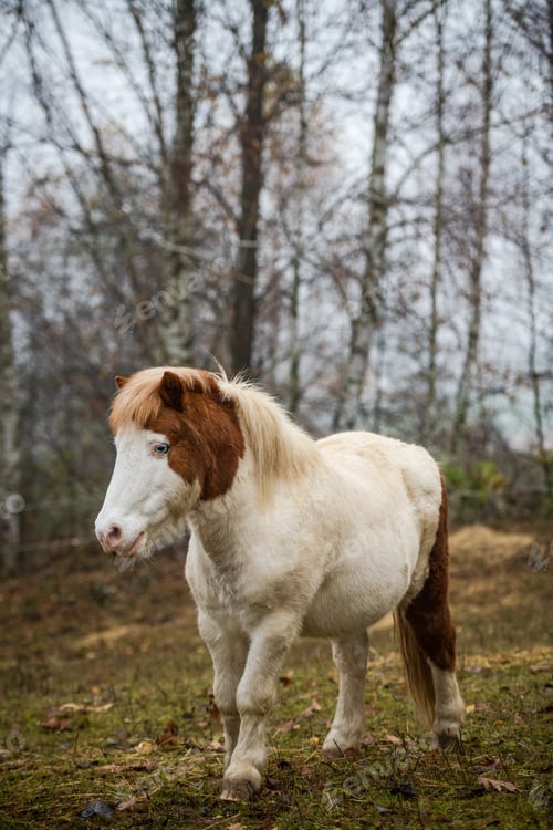 Preview: Quiet Foggy Morning with Horse Grazing in Rural Field