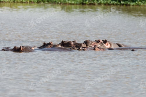 Preview: Hippopotamuses partially submerged in the water