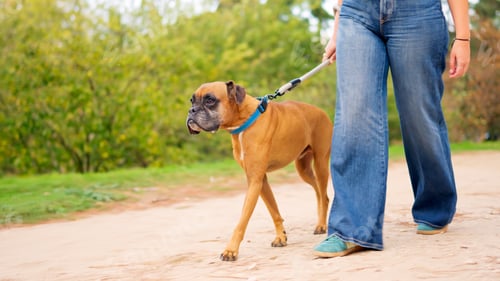 Preview: Boxer dog walking with woman on dirt path outdoors