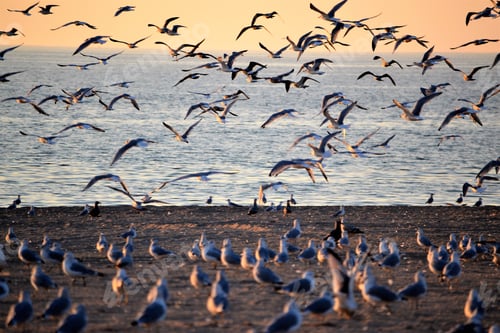 Preview: Seagulls in flight