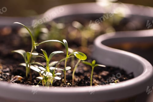 Preview: In spring, the first sprouts of seedlings appeared above the ground. Macro with blurred background.