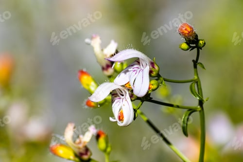 Preview: Yawning Penstemon wildflowers