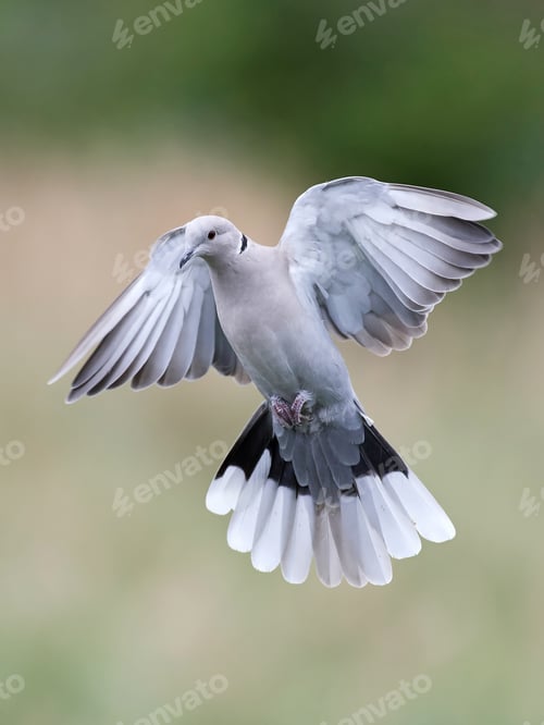 Preview: Eurasian collared dove (Streptopelia decaocto)