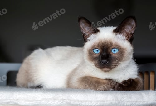 Preview: Cute kitten siamese cat indoor