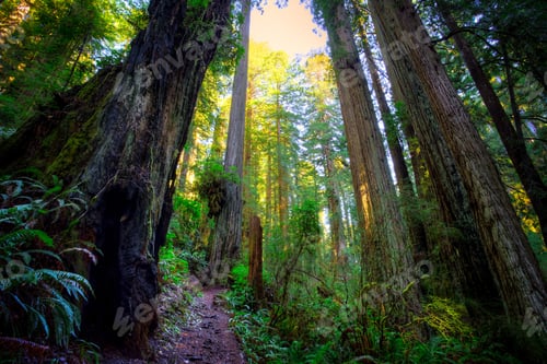 Preview: Crowded Forest, Redwoods National & State Parks, California