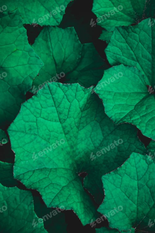 Preview: Tussilago farfara, commonly known as coltsfoot, in it’s leafy stage