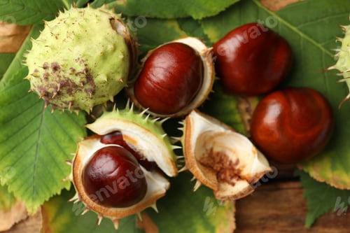 Preview: Horse chestnuts and leaves on wooden table, flat lay