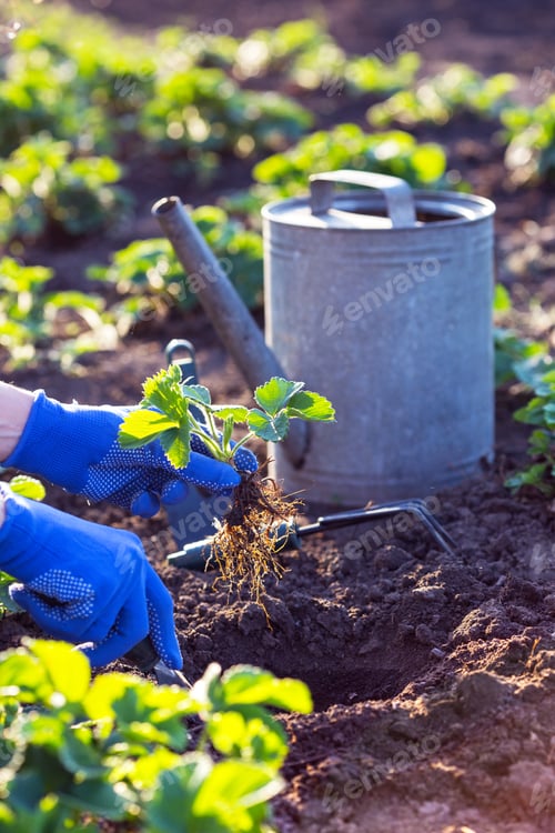 Preview: planting strawberries in the garden
