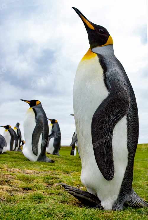 Preview: King Penguins at Volunteer Point - Falkland Islands