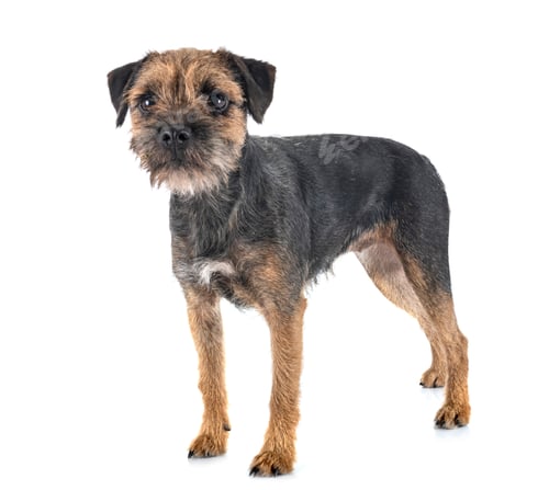 Preview: young border terrier