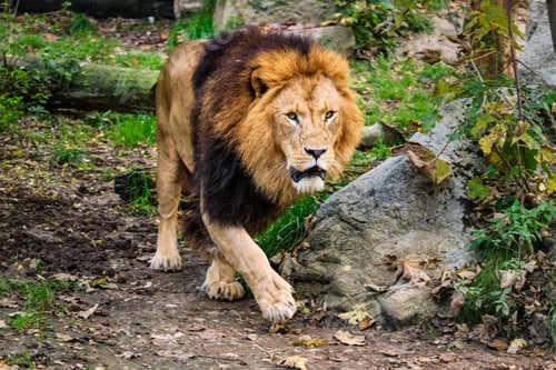 Preview: Lion in jungle forest in nature