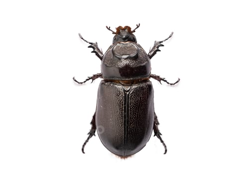 Preview: Beetle Oryctes rhinoceros isolated on white background with clipping path.