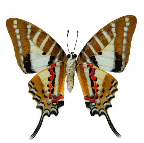 Preview: Spot Swordtail butterfly