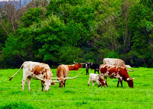 Preview: Longhorns grazing