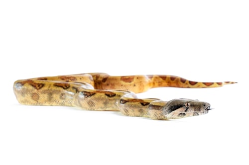 Preview: Hog Island Boa Constrictor