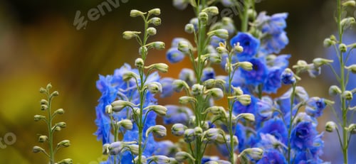 Preview: Plants and Flowers in a park. Nature Background. Close Up