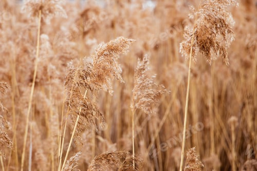 Preview: Reed seeds in neutral colors on a light background. Pampas grass.