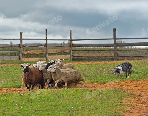 Preview: Border collie herding