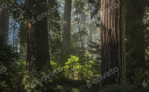 Preview: California Scenic Redwood Ancient Forest